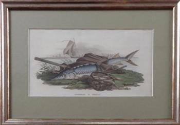 R. Ackermann - Jeseter R. Ackermann - Jeseter