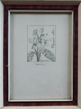 Josef Herčík - Orchidej Josef Herčík - Orchidej