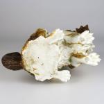 Kavalír King Charles Španěl, Čechy 1860 Kavalír King Charles Španěl, Čechy 1860