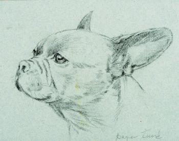 Francouzský buldoček ze strany Francouzský buldoček ze strany