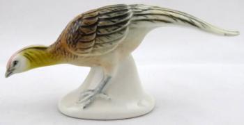 Barevný  okrasný bažant - Volkstedt Rudolstadt Barevný  okrasný bažant - Volkstedt Rudolstadt