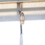 Štít na obchod Štít na obchod