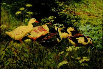 Kachny na louce Kachny na louce