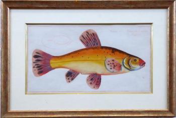 Marcus Elieser Bloch - Cyprinus Tinta Auratus, Lín Marcus Elieser Bloch - Cyprinus Tinta Auratus, Lín