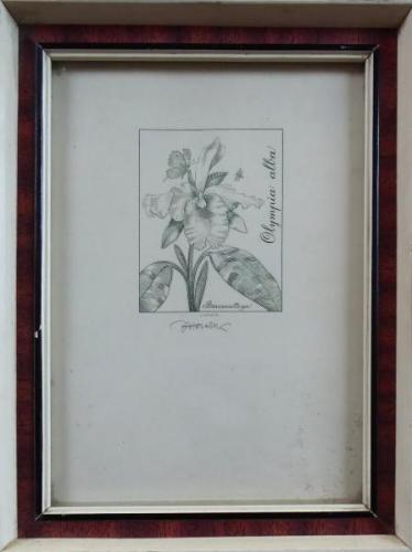 Josef Herčík - Orchidej Josef Herčík - Orchidej