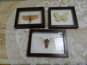 Hmyz za sklem, dekorace, 3 kusy Hmyz za sklem, dekorace, 3 kusy