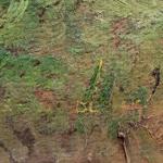 Kostelík mezi stromy Kostelík mezi stromy