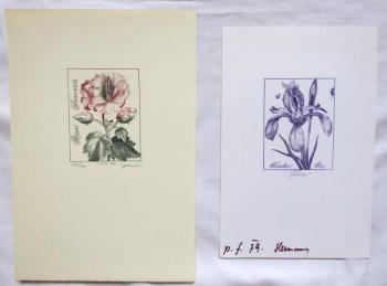 Josef Herčík - Kosatec, Růže Josef Herčík - Kosatec, Růže