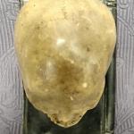 Těžítko : Lebka na knize Těžítko : Lebka na knize