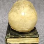 Těžítko : Lebka na knize Těžítko : Lebka na knize