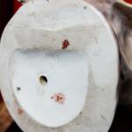 Amphora,R.St.K. Secesní busta Amphora,R.St.K. Secesní busta