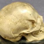 Těžítko : Lebka na knize Těžítko : Lebka na knize