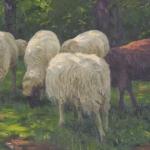 Ovce - V.H.Popelka