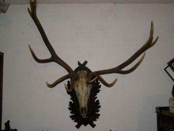 Velká jelení trofej na døevìné podložce
