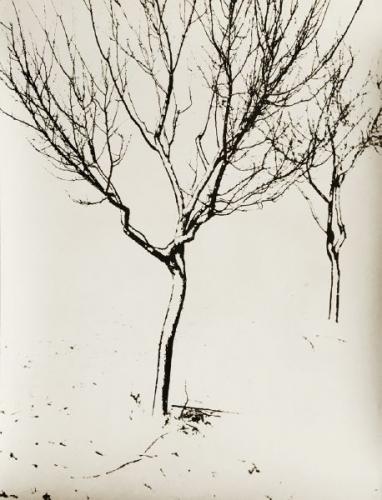 Josef Proek (1923 - 1992), Zima strom, 1953